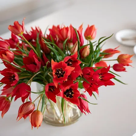 فيلة Costa Bianca