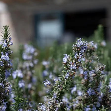 فيلة Costa Bianca *