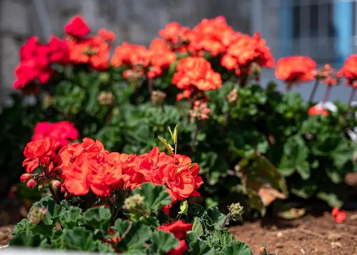 Costa Bianca Koilás